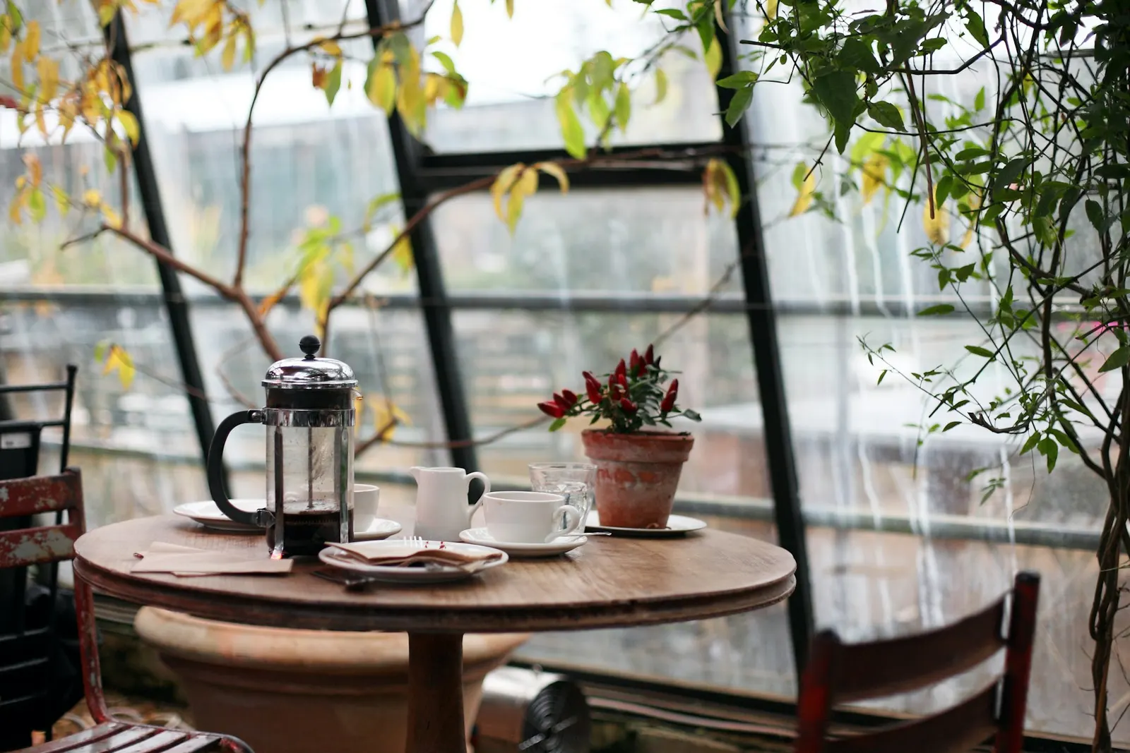 A french press and cups on a table by a sunlit window full of plants